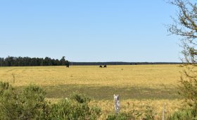 25 hectáreas Colonia Elía